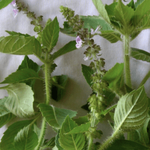 Close-up of green leaves and small purple flowers on a plant stem.
